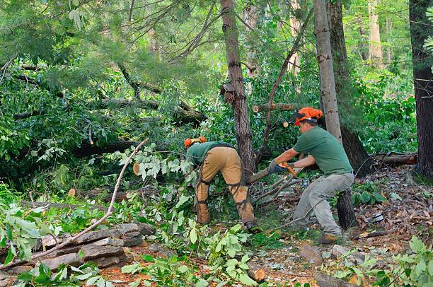 Best Landscape Design and Installation  in Belmont, MS